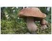 Hřib dubový (Boletus reticulatus)- mykorhyzní mycelium