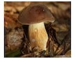 Hřib hnědý ( Boletus badius ) mykorhyzní mycelium