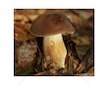 Hřib hnědý ( Boletus badius ) mykorhyzní mycelium
