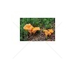 Liška obecná ( Cantharellus cibarius ) mykorhyzní mycelium