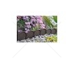 Plastový zahradní obrubník 10m, 90mm GARDEN LINE (Barva: Hnědá)