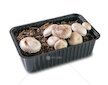 Sada pro domácí pěstování Žampión bílý 3 l (Agaricus Bisporus)