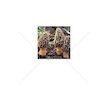 Smrž obecný (Morchella esculenta) mycelium 750 ml