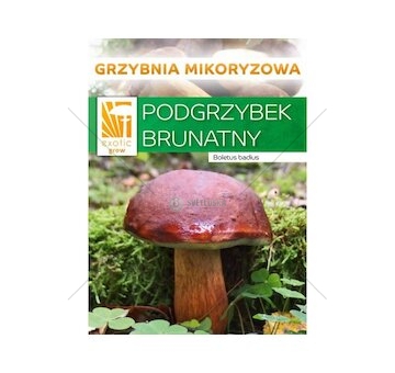 Hřib hnědý ( Boletus badius ) mykorhyzní mycelium