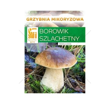Hřib smrkový ( Boletus edulis ) mykorhyzní mycelium