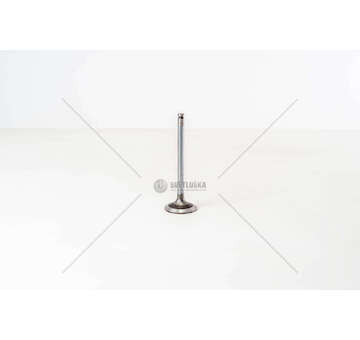 Inlet Valve 8140.21/27/47/61/23/43 - DAILY - IN Iveco