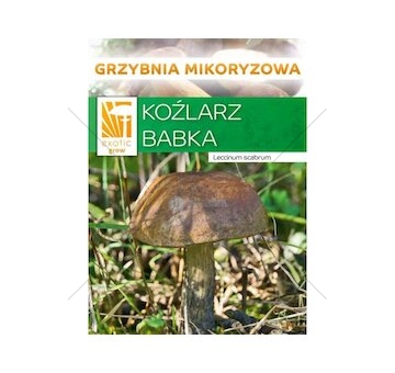 Kozák březový ( Leccinum scabrum ) mykorhyzní mycelium