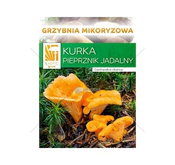 Liška obecná ( Cantharellus cibarius ) mykorhyzní mycelium