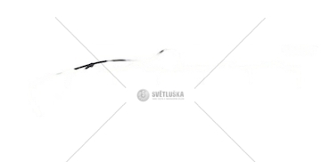 PRZEWOD ODPOWIETRZNIKA SCANIA COSIBO 68285/1