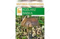 Kozák březový ( Leccinum scabrum ) mykorhyzní mycelium
