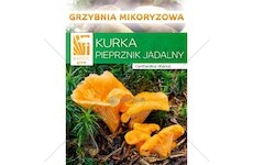 Liška obecná ( Cantharellus cibarius ) mykorhyzní mycelium