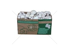 Sada pro pěstování Žampión bílý 10kg (Agaricus Bisporus)