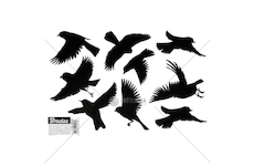 Samolepky na ochranu ptáků před nárazy do skla, malé, sada 10 listů x 9 ks samolepek SCARE